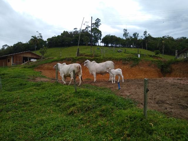 Tourinho Brahman PO - Foto 5