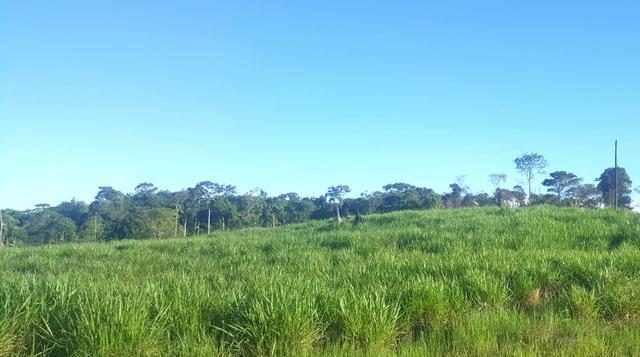 Fazenda com 280 hectares em Rorainópolis, ler descrição do anuncio - Foto 6