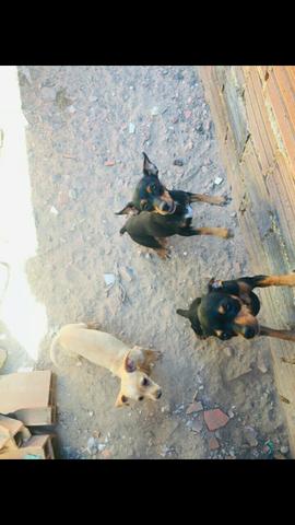 Filhote de Pinscher número 1 - Foto 3
