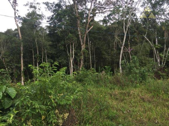Sítio rural à venda, itajuba, barra velha. - Foto 3