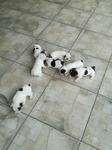 Filhotes de Bulldog Francês!!