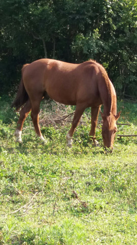 Cavalo Criolo - Foto 3