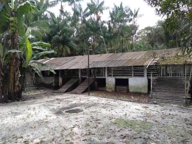 25 hectares a 55 km de Belém lindo Sitio por 200 mil reais Aceito carro na negociação - Foto 15