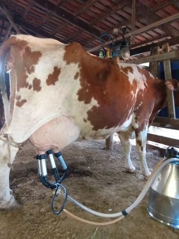 Vaca de leite - Foto 2