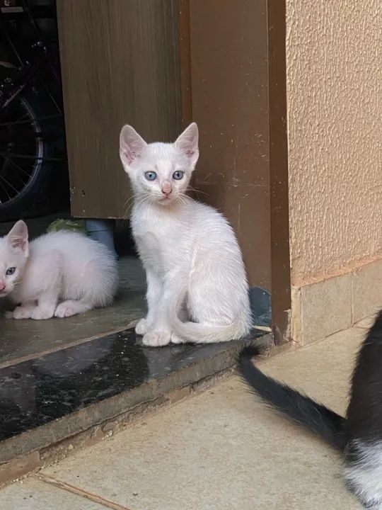 Doação responsável  - Foto 2