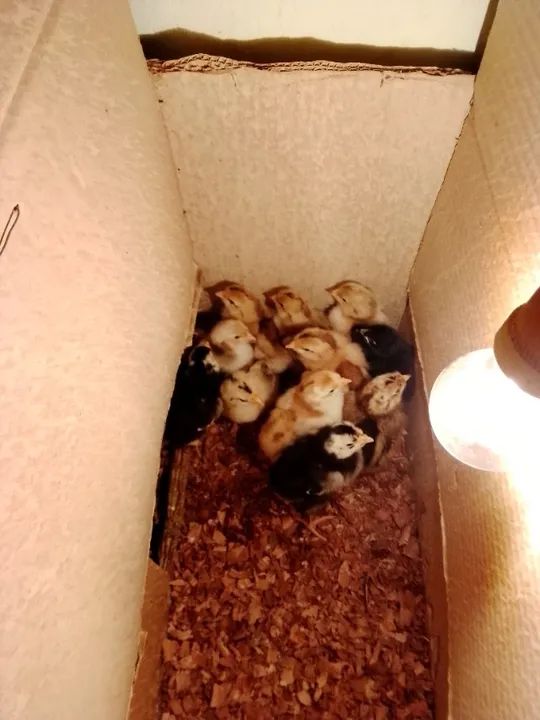 Pintinho gsb ate 10 dias - Foto 3