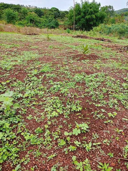 Terreno com vegetação nativa em área rural