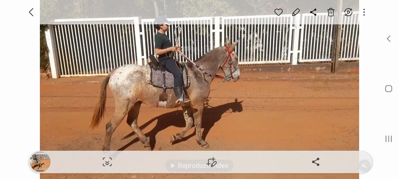 Burro manso - Foto 5