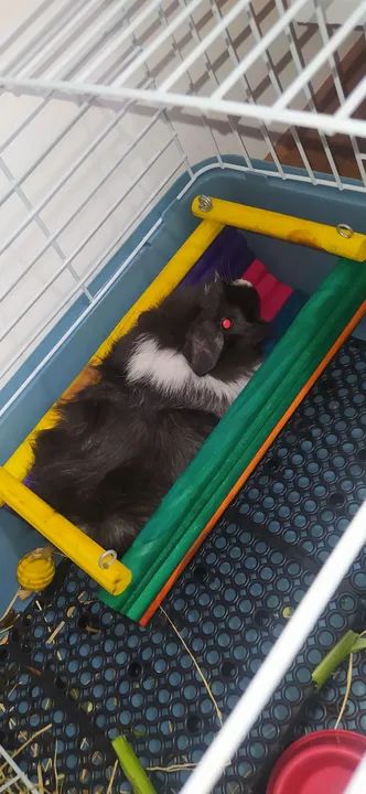 Porquinho da índia  - Foto 2