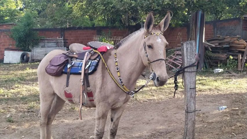 Burro de Confiança - Foto 5