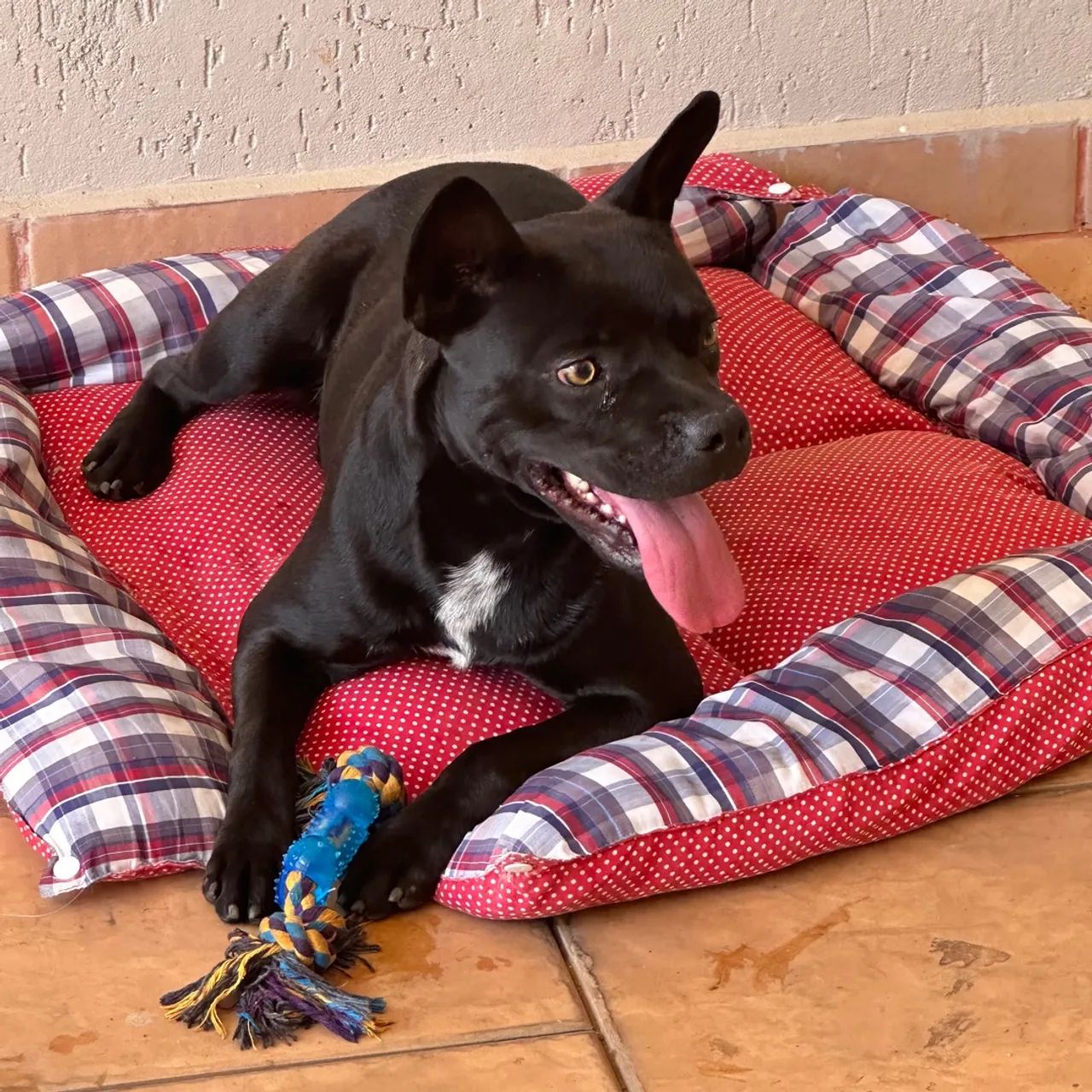 Filhote para Adoção: Staffordshire Bull Terrier - Foto 2