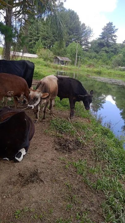 Vendo dois boizinho  - Foto 3