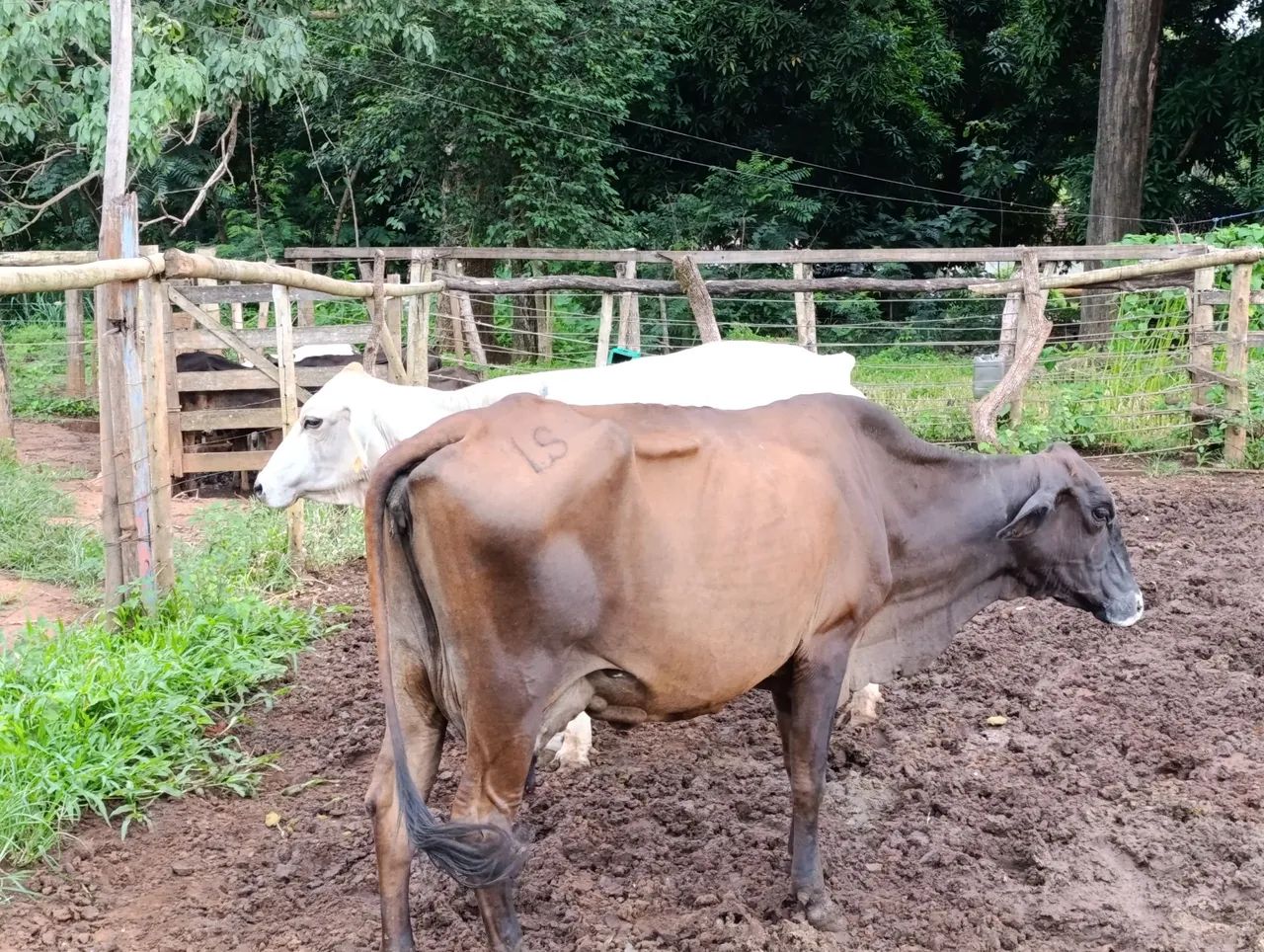 Vende-se Vacas de leite  - Foto 6