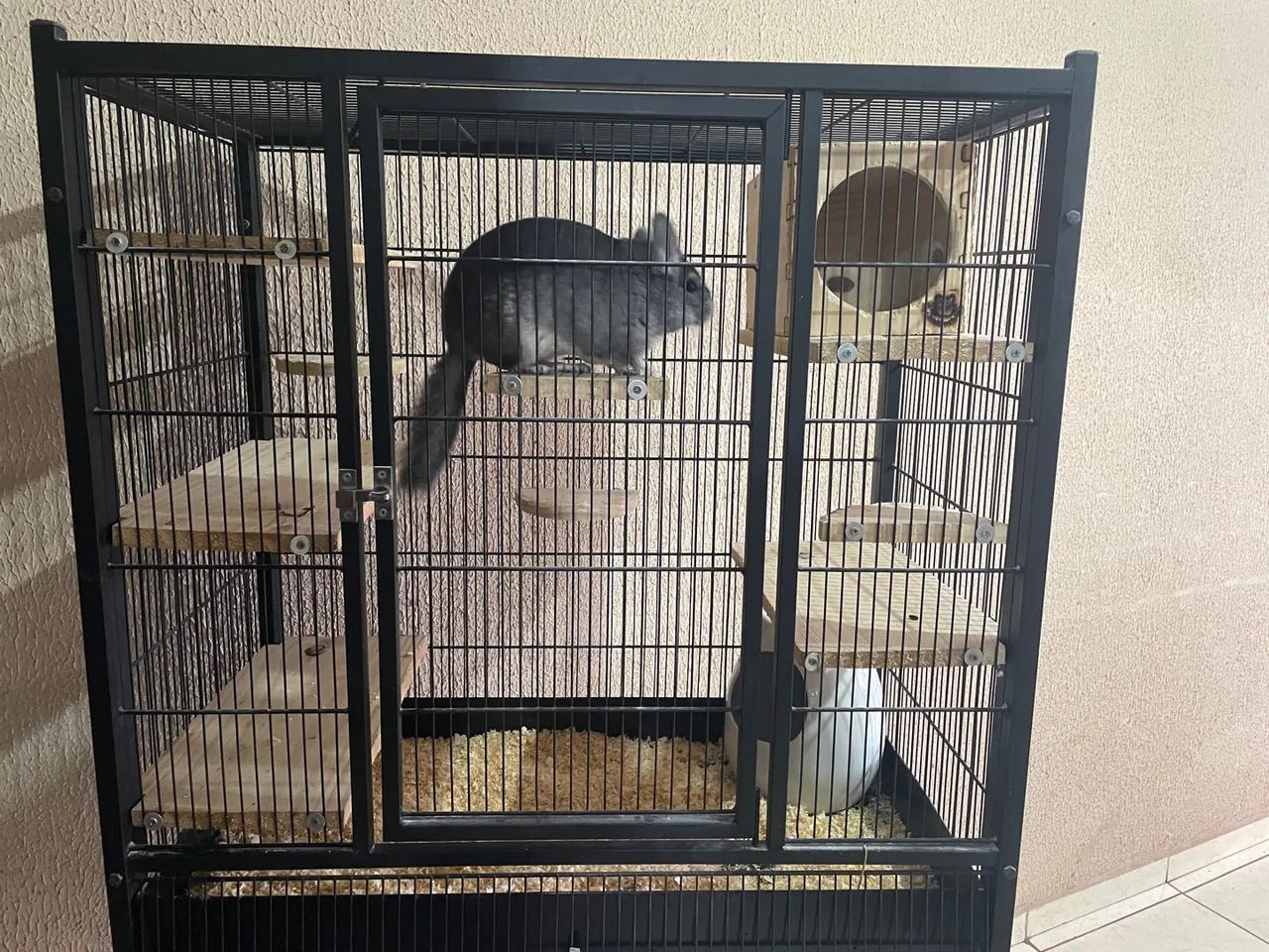 Chinchila/gaiola  - Foto 3