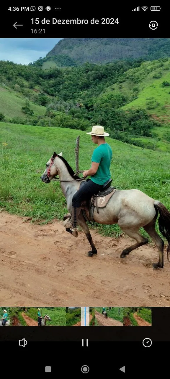 Égua registrada para venda