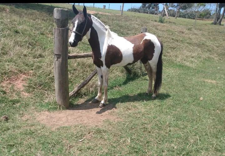 Égua pampa marcha batida domada 7 anos Léia a descrição abaixo  - Foto 2