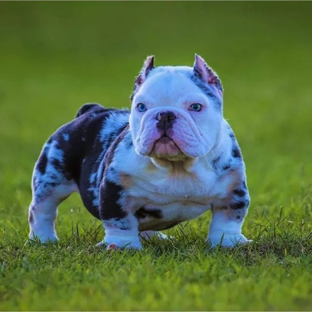 SE TIVER INTERESSE CHAMA NO WHATSAPP DA DESCRIÇÃO, AMERICAN BULLY.
