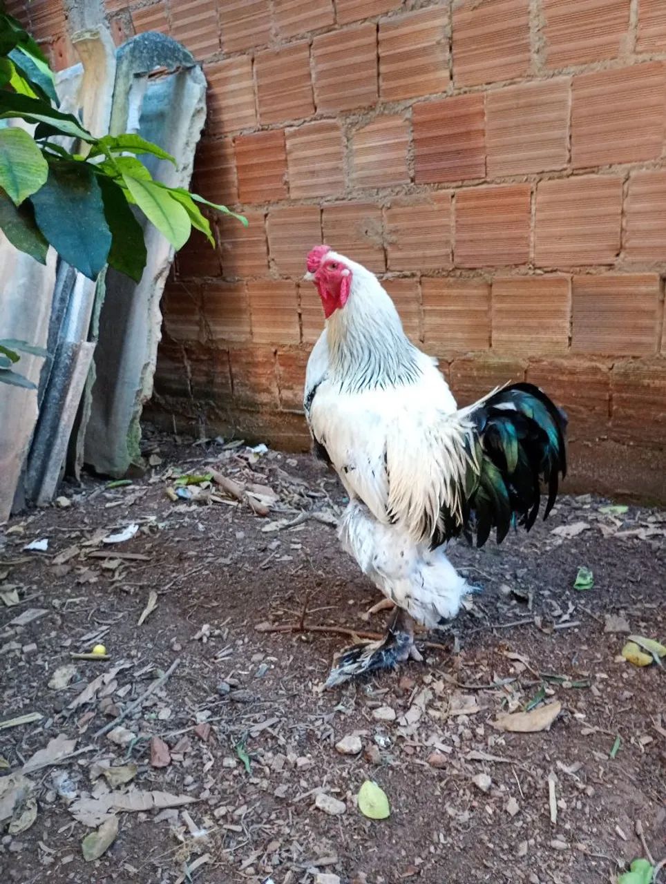Galo Brahma Gigante