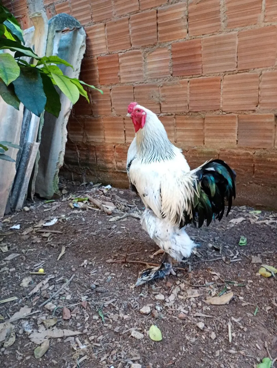 Galo Brahma Gigante
