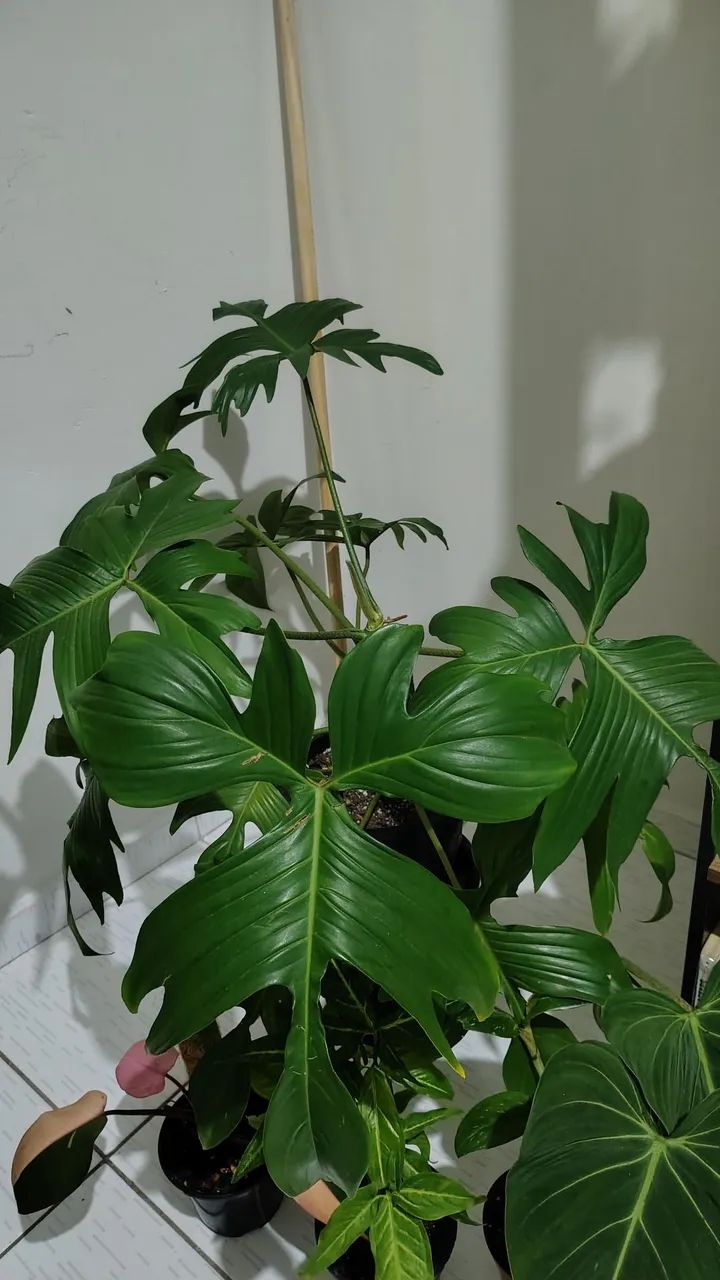 Planta filodendro pedatum