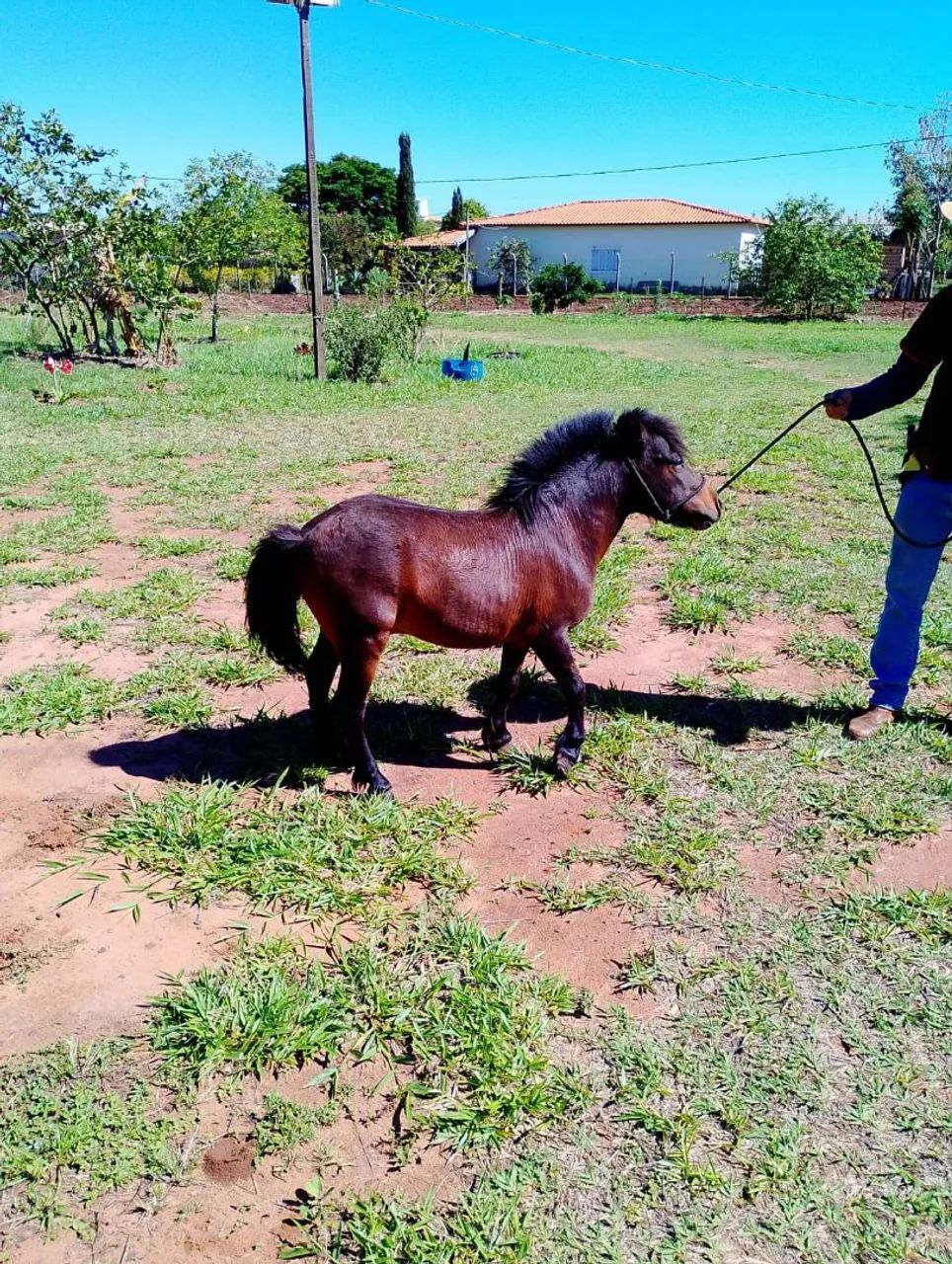 Mini ponei garanhao mansinho