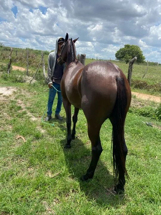 Vendo ou troco potra qm 