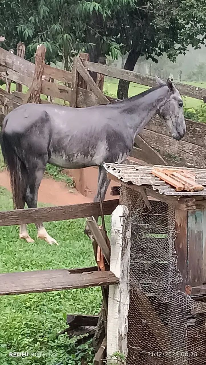 Cavalinho inteiro  - Foto 2