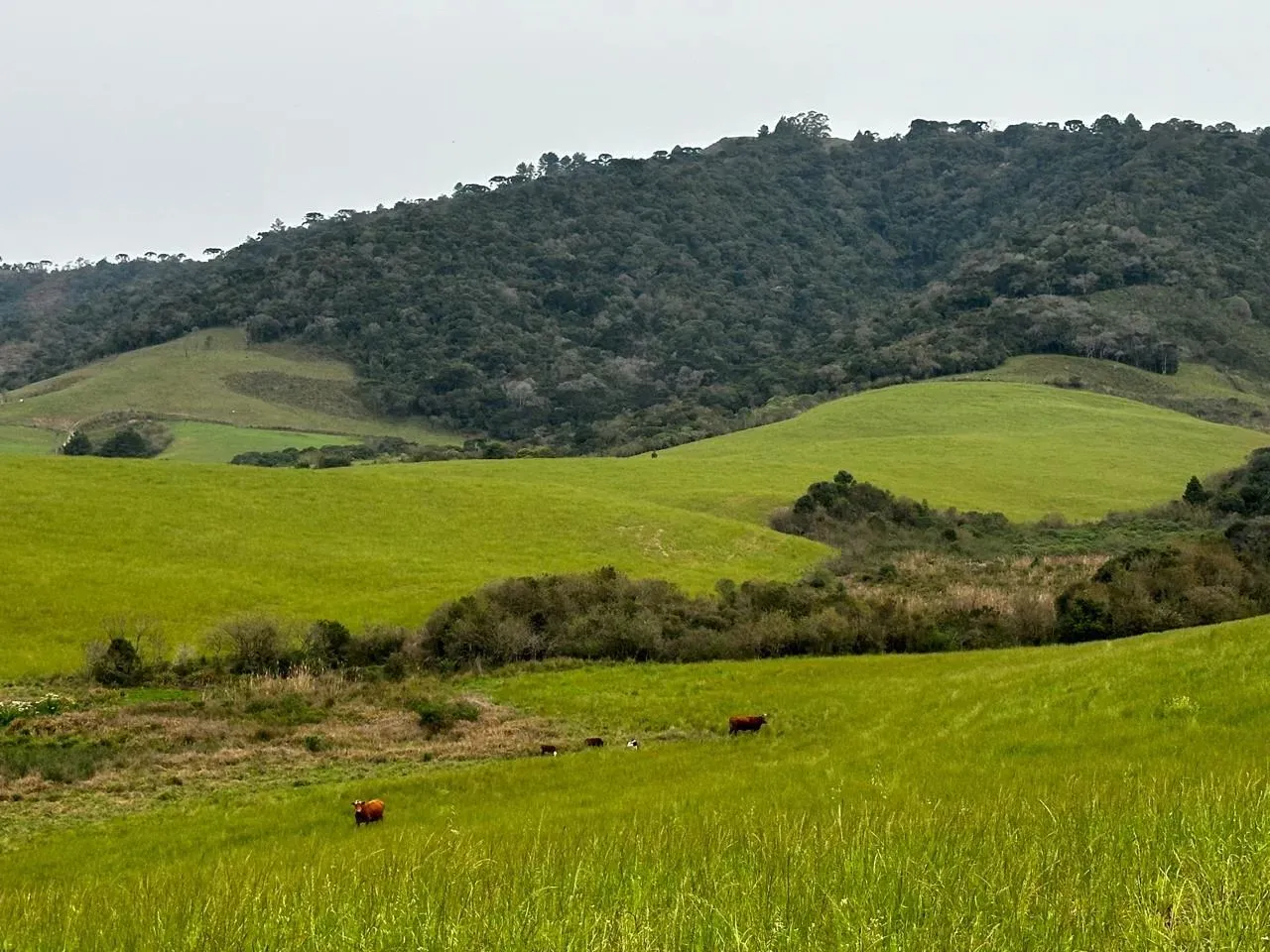 Fazenda/Chácara/Sítio/Imóvel à venda em Bom Retiro - Serra Catarinense