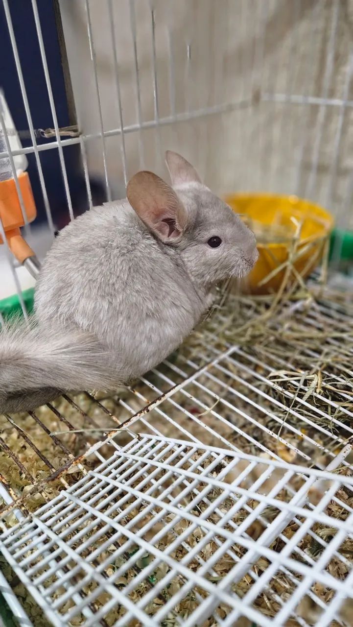 Chinchila macho - Foto 2