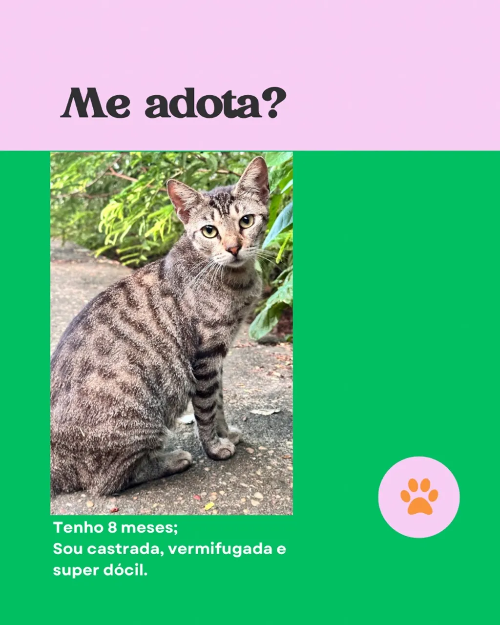 Gatinha Fêmea 