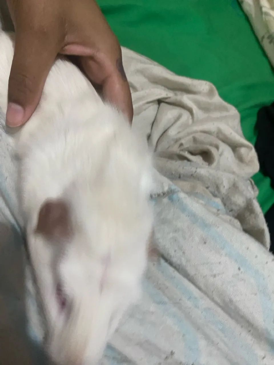 Porquinho da Índia - Foto 6