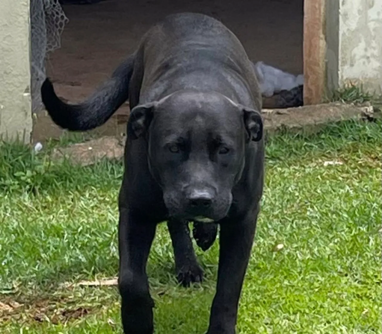 Pitbull Macho Forte e Leal