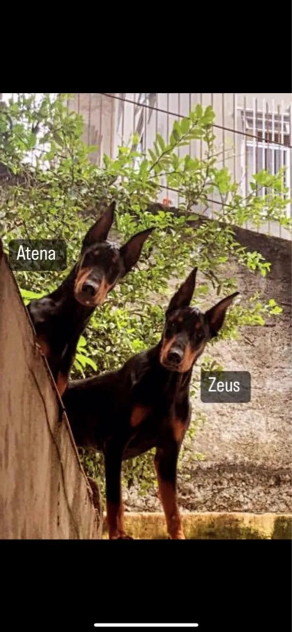 Dobermann filhote