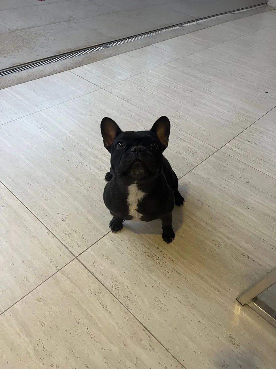 Buldogue francês 