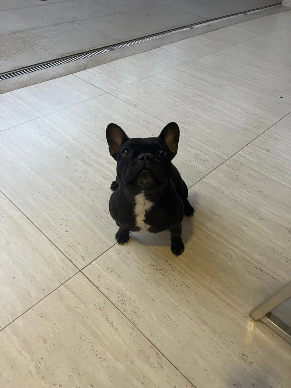 Bulldog Francês fêmea