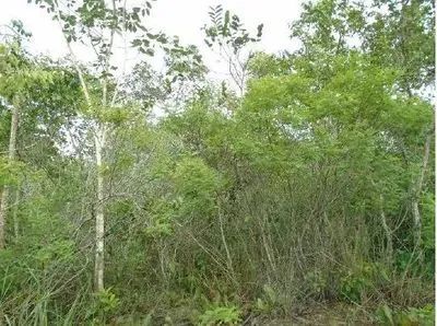 Terreno Rural 60,7798ha em Cristália/MG - Desocupado - Foto 3