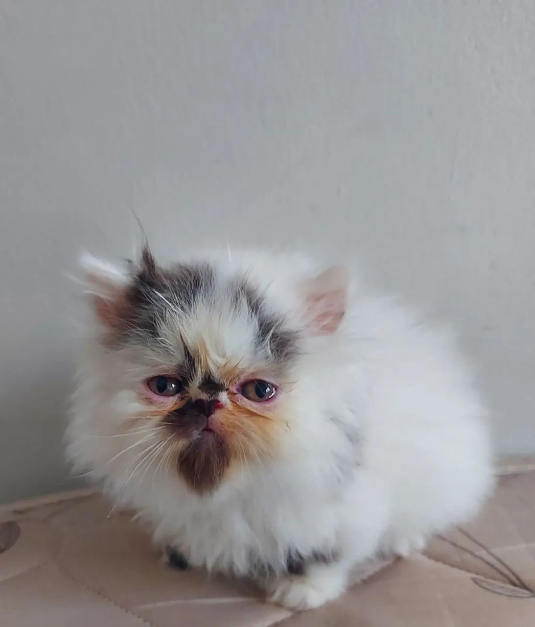 Gato persa Gatos Monte Castelo, Campo Grande 1449292167 OLX