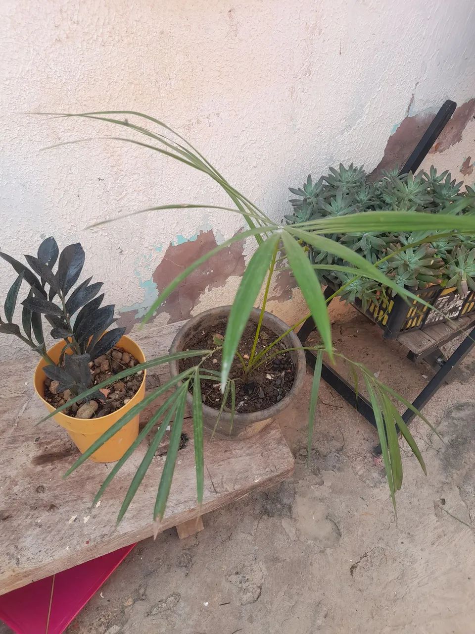 Suculentas em vaso - lindas e fáceis de cuidar - Foto 3