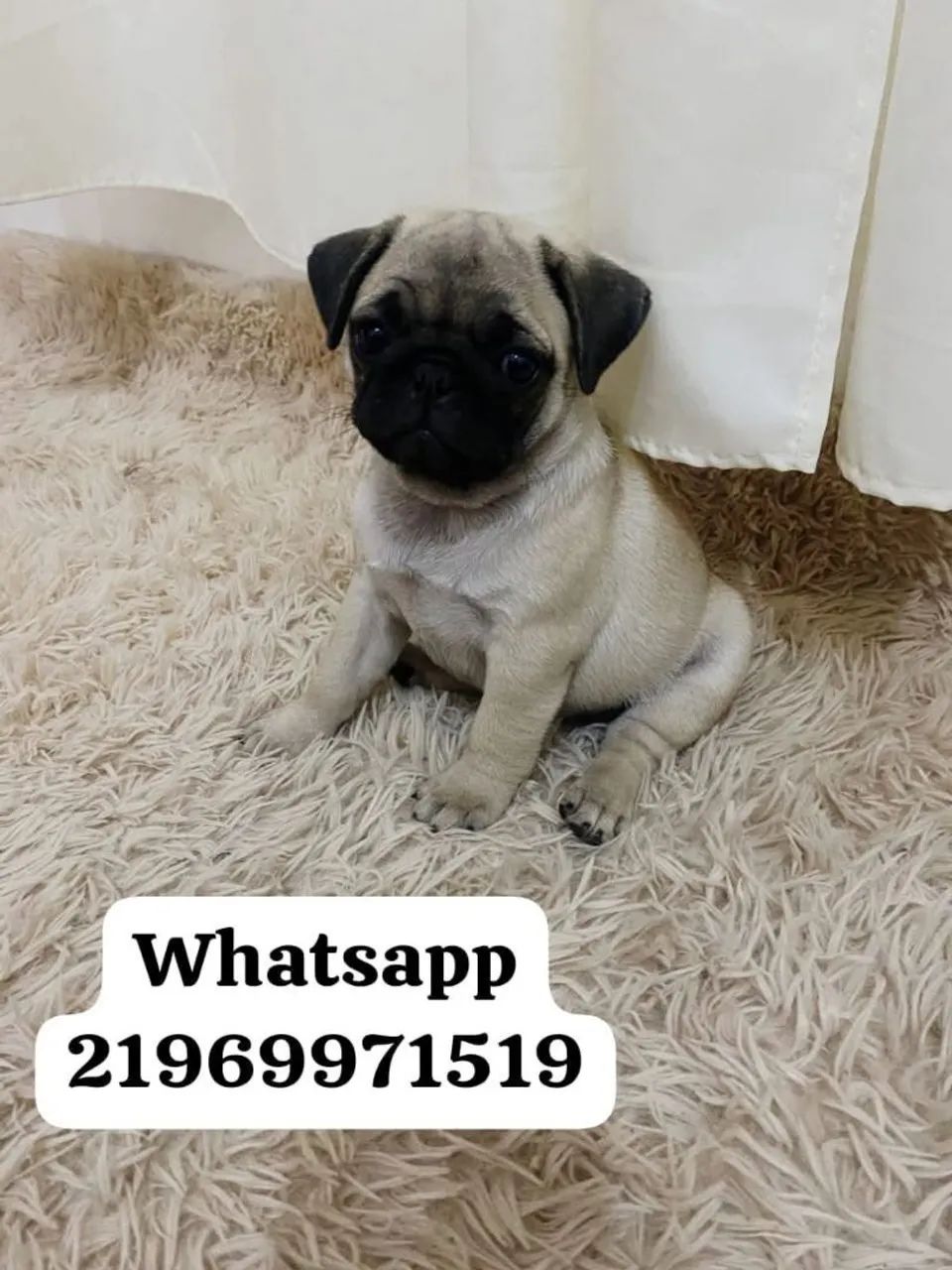 Pug com pedigree, aceito visitação e entrego.  - Foto 2