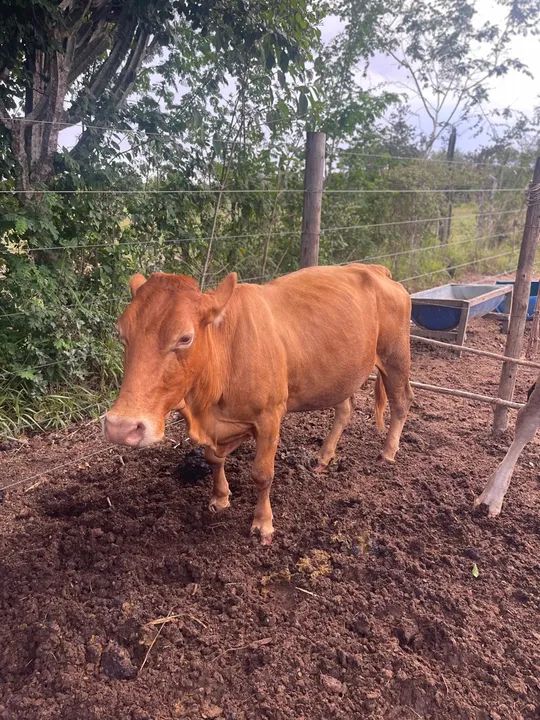 Mini vaca linda  - Foto 2