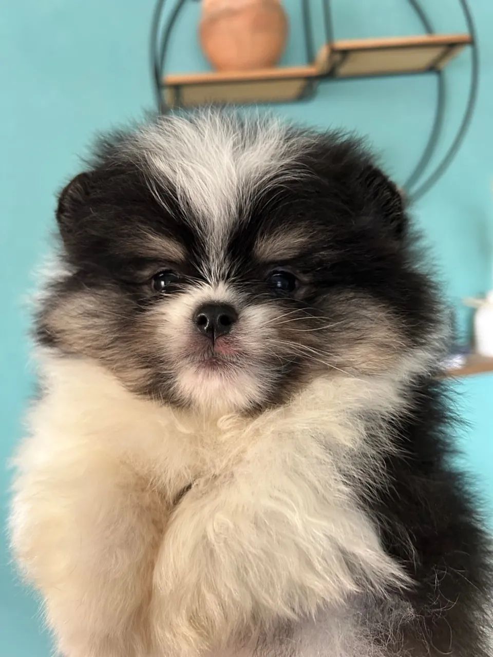 Filhotes de Spitz Alemão Anao com pedigree 