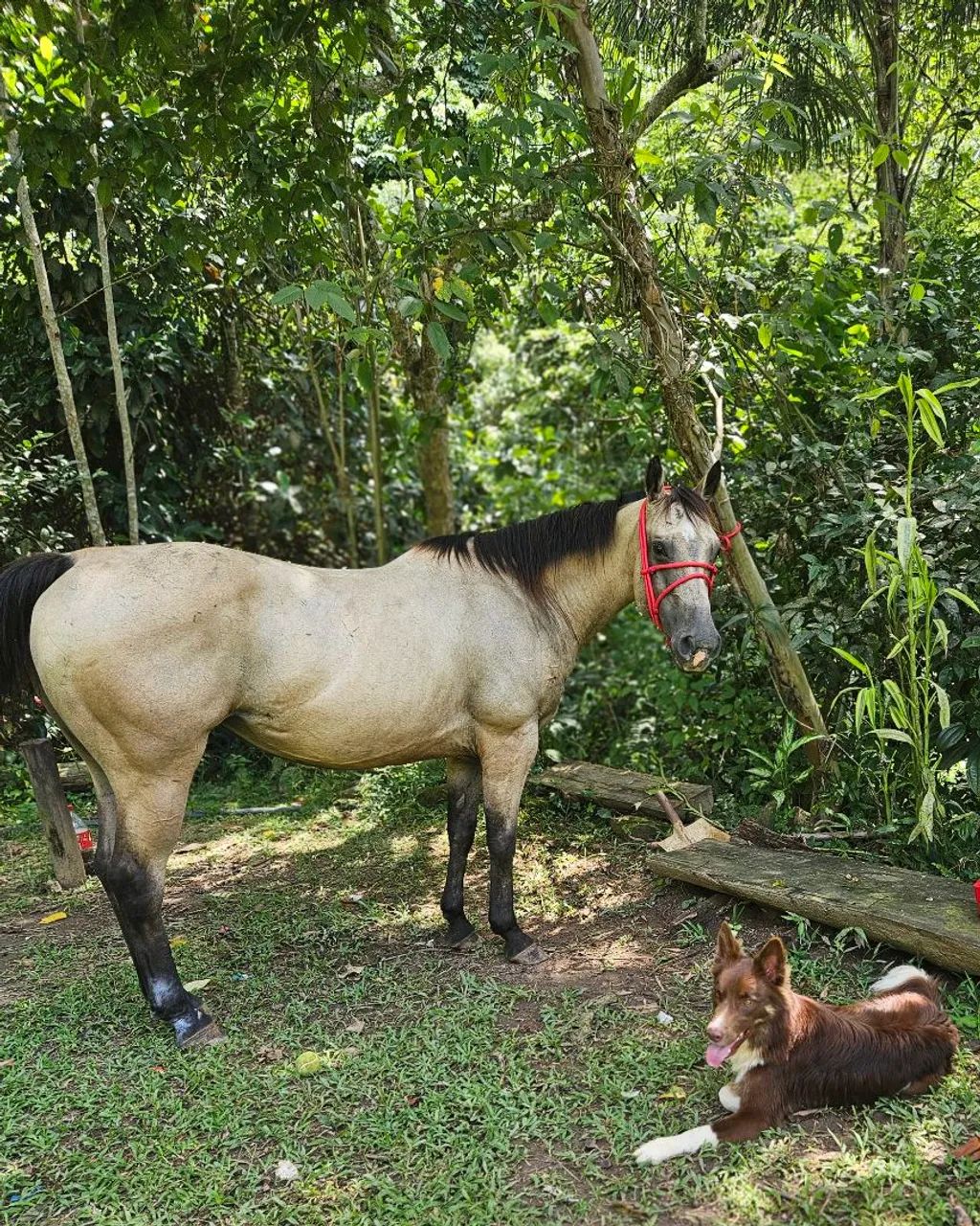 Cavalo Quarto de Milha - Foto 3