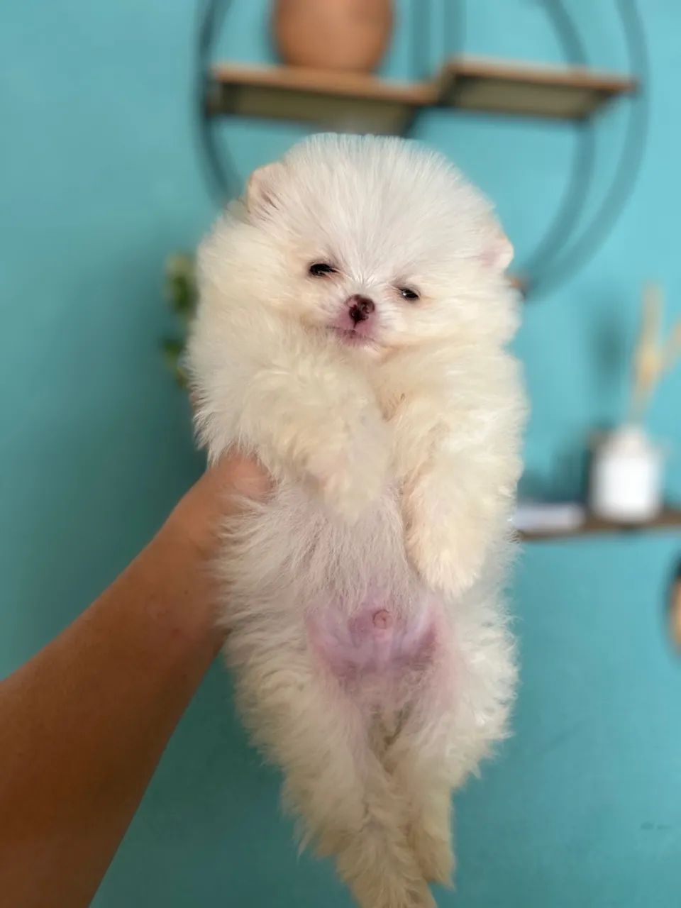 Filhotes de Spitz Alemão Anao com pedigree  - Foto 3