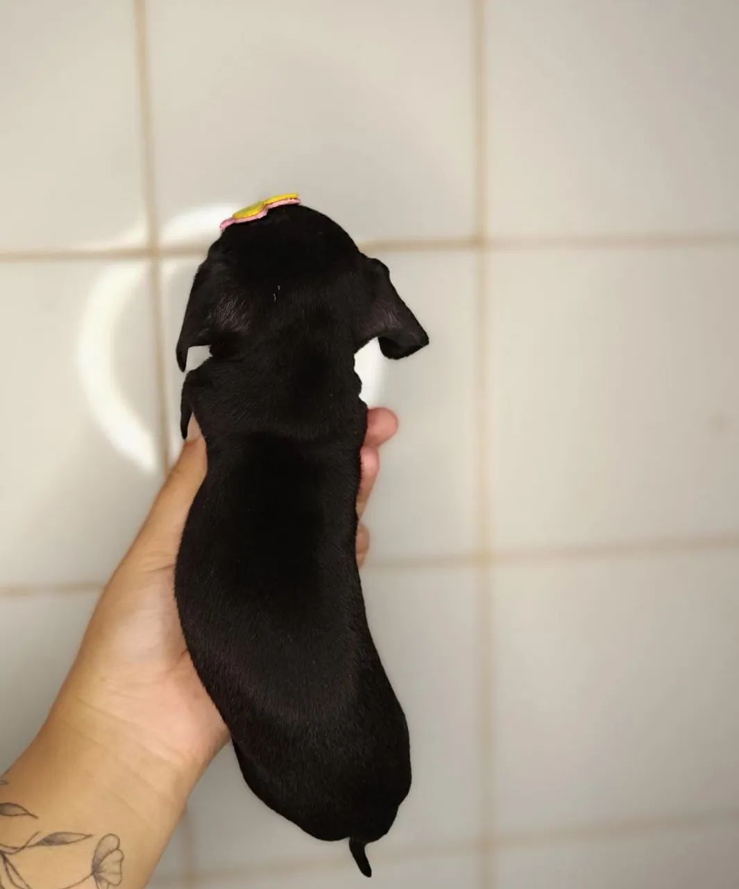 Cofap/ Basset fêmea  - Foto 3