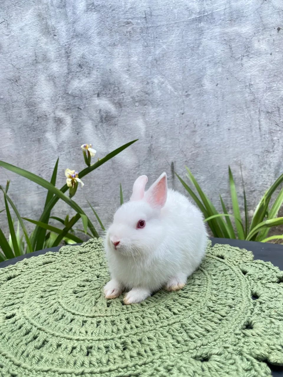 Coelhos netherland dwarf anão - Foto 3