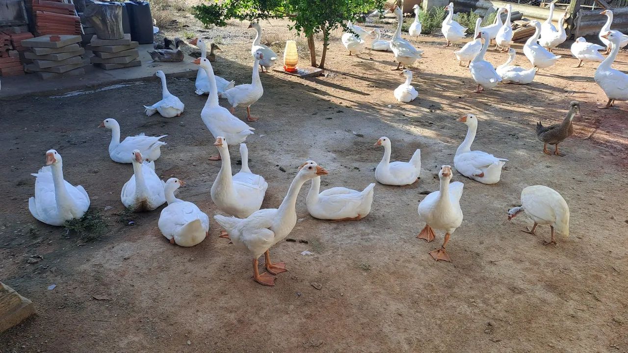 Gansos  - Foto 6