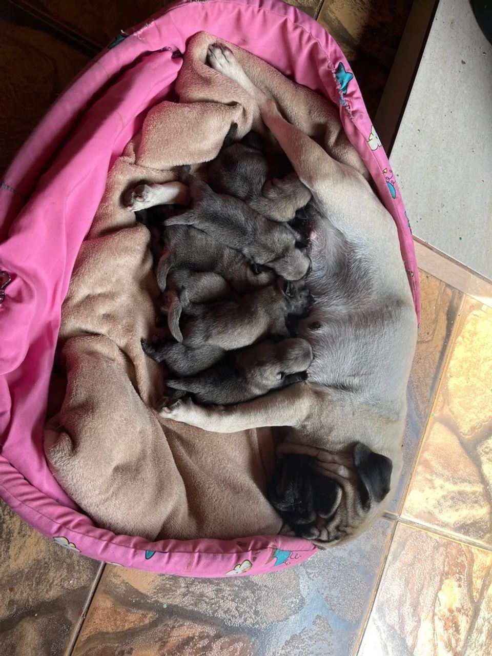 Ninhada de Pug(Raça pura)