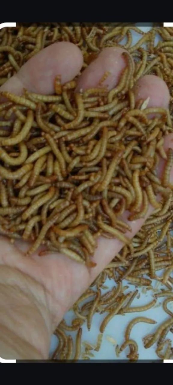 Larvas de Tenébrio - Alimento Vivo - Foto 5