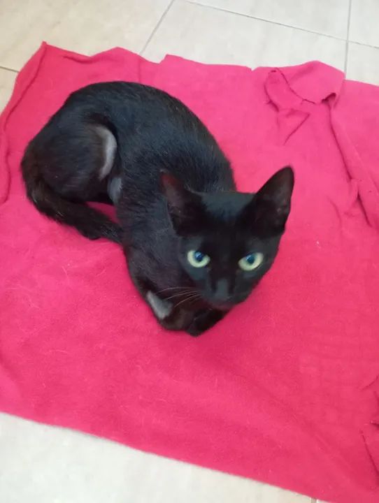 Gata preta linda para adoção somente lar telado - Foto 6