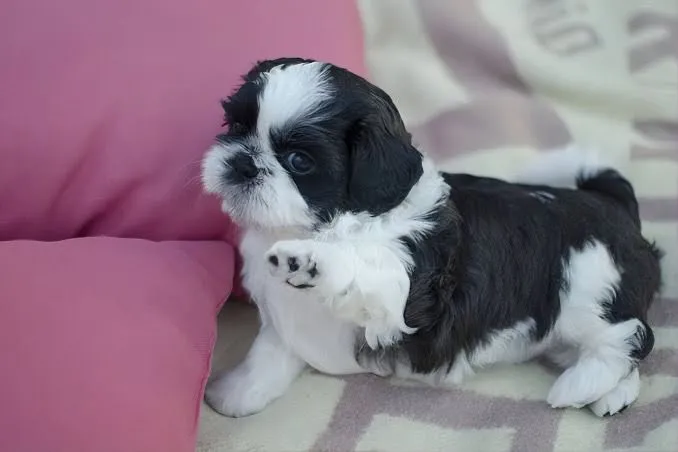 SHIH TZU MINI-TOY FILHOTES EXCLUSIVOS!